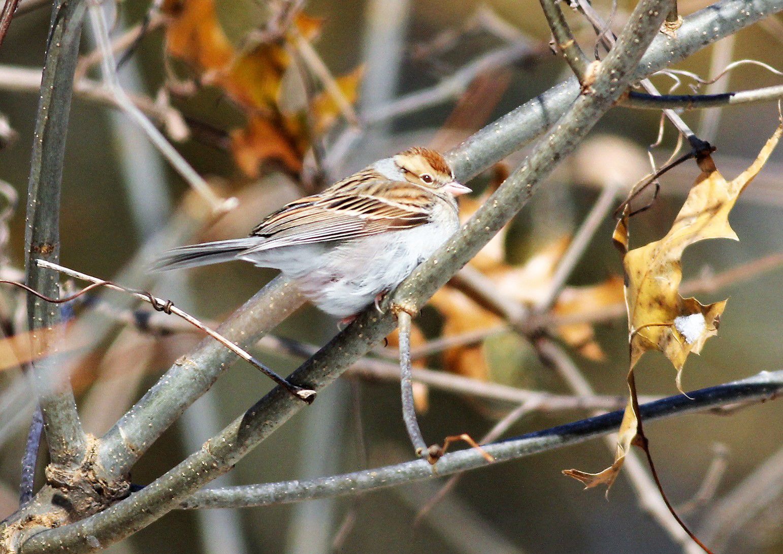Photos: A cold, snowy day at Crab Orchard